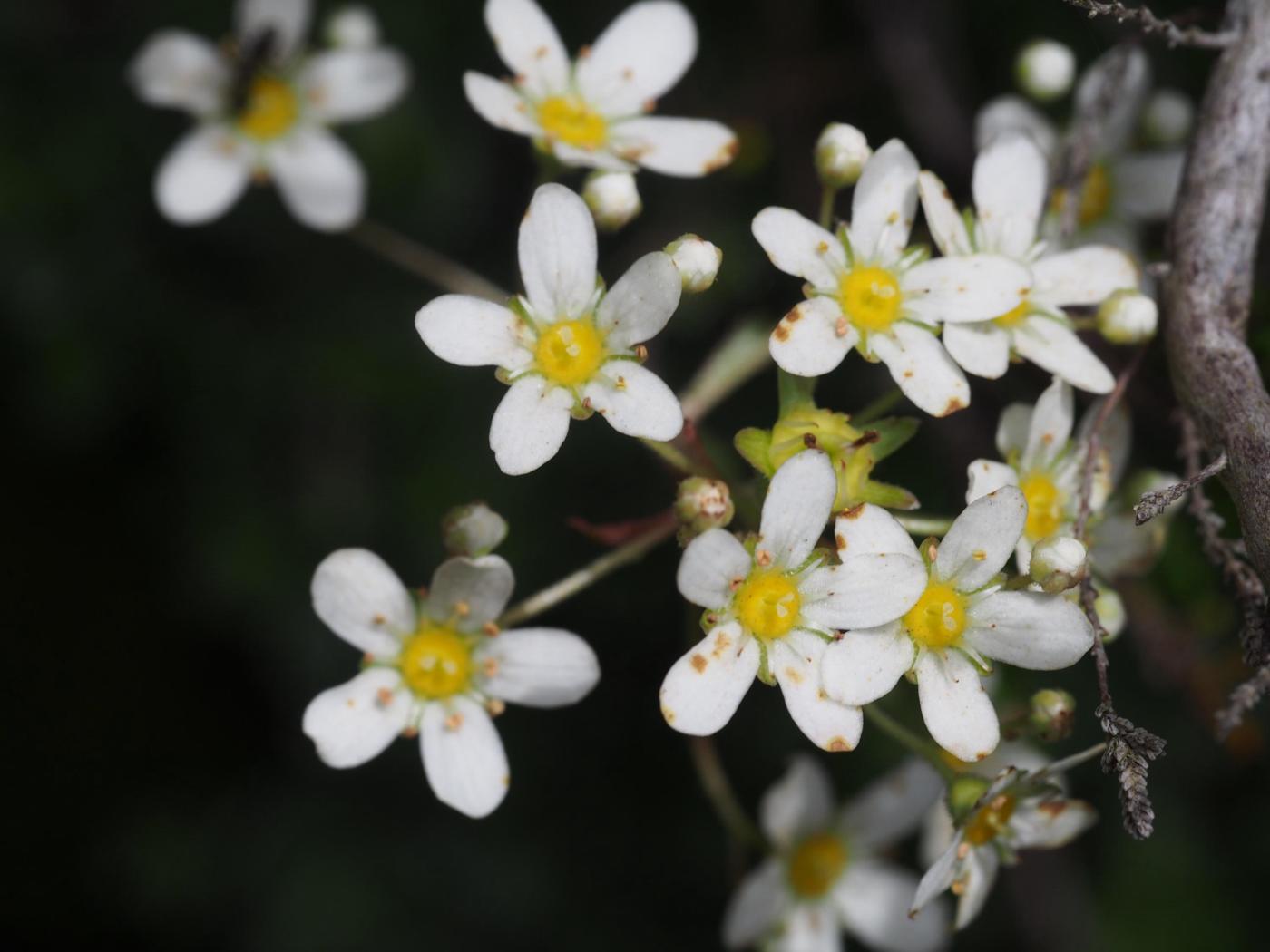 Saxifrage, Livelong flower